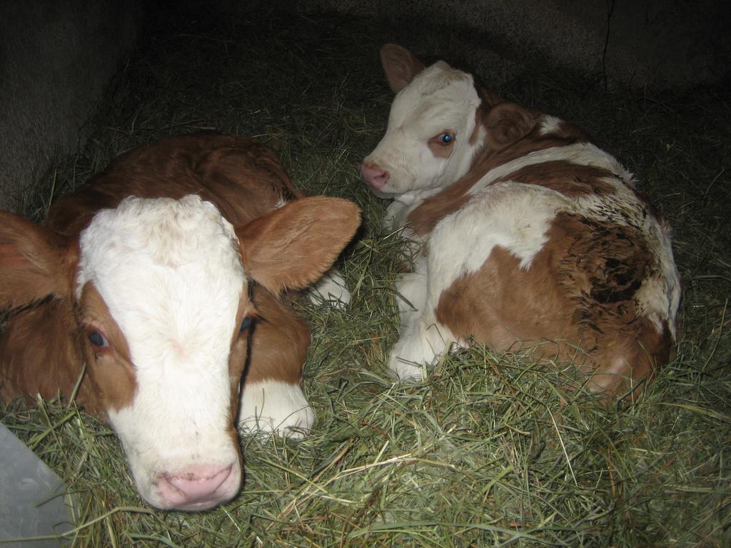 Willa Lahnerhof Campo Tures Zewnętrze zdjęcie
