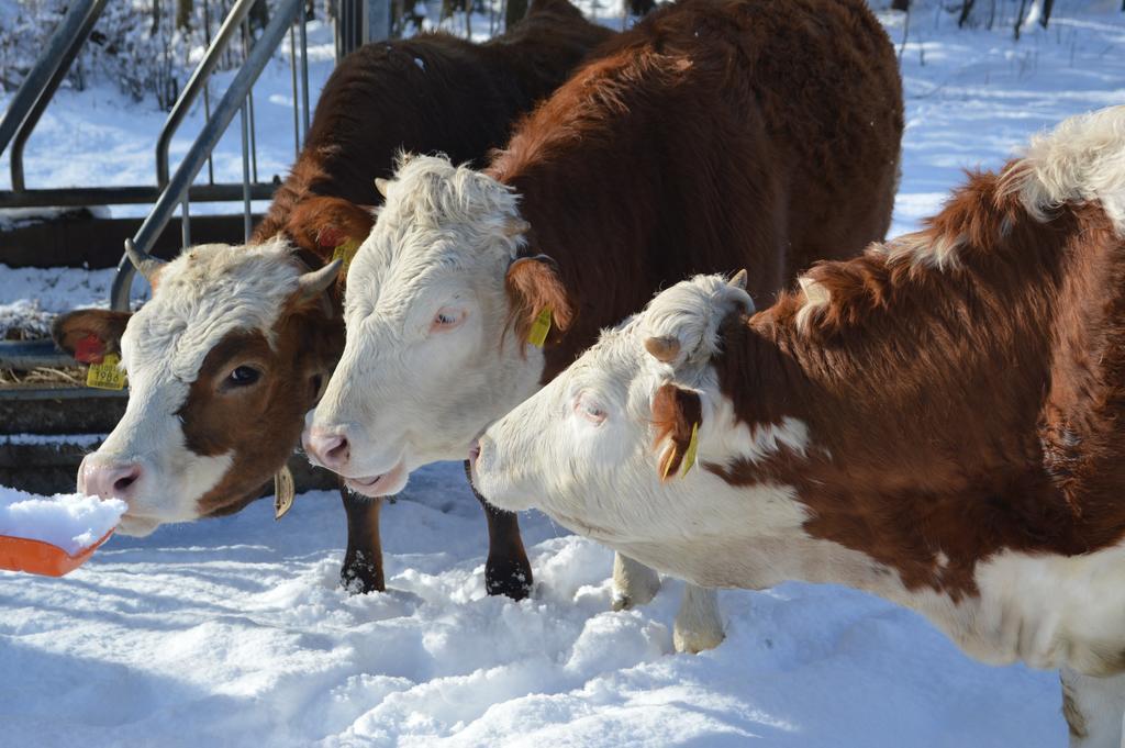 Willa Lahnerhof Campo Tures Zewnętrze zdjęcie